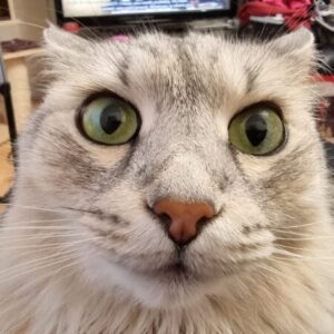 Profile photo of Isha Corvin